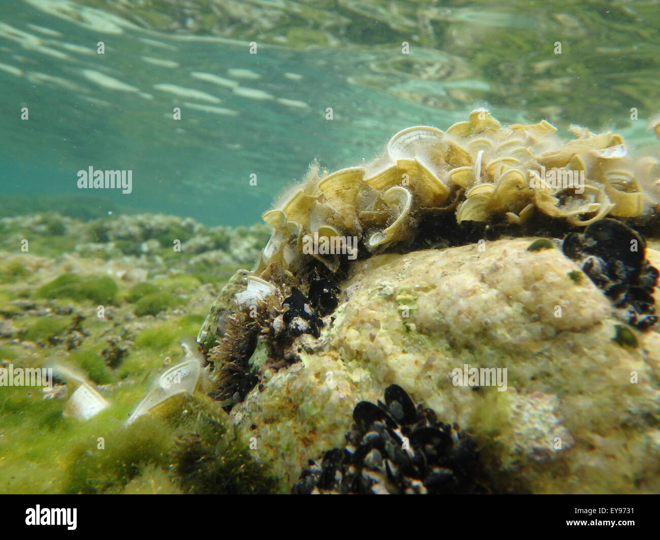 La photographie sous-marine, la mer au-dessous de la surface dans les eaux peu profondes et profondes. Banque D'Images