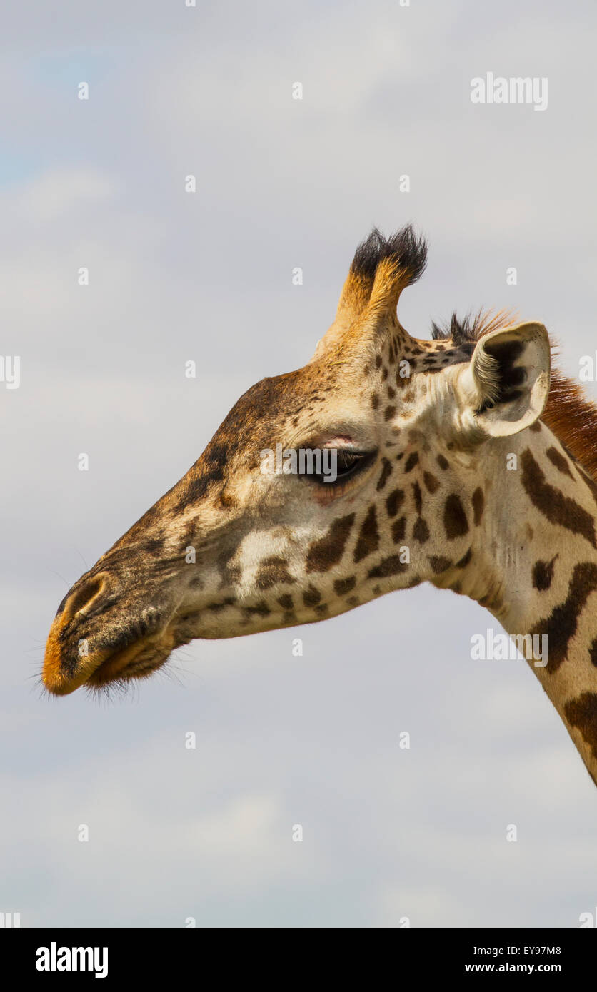 Les Masais Girafe (Giraffa camelopardalis tippelskirchi), le Parc National de Nairobi, Kenya Banque D'Images Les Masais Girafe (Giraffa camelopardalis tippelskirchi), le Parc National de Nairobi, Kenya Banque D'Images