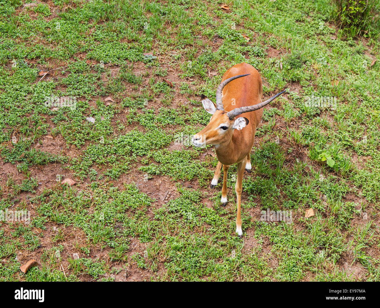 Impala (Aepyceros melampus), le Parc National de Nairobi, Nairobi, Kenya Banque D'Images Impala (Aepyceros melampus), le Parc National de Nairobi, Nairobi, Kenya Banque D'Images