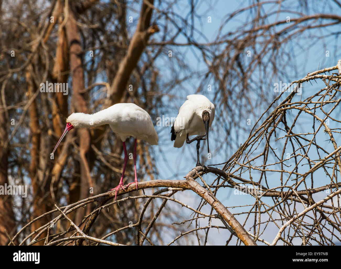 Spatule d'Afrique (Platalea alba) et Africains ibis sacré (Threskiornis aethiopicus), le lac Naivasha, Kenya National Park Banque D'Images Spatule d'Afrique (Platalea alba) et Africains ibis sacré (Threskiornis aethiopicus), le lac Naivasha, Kenya National Park Banque D'Images