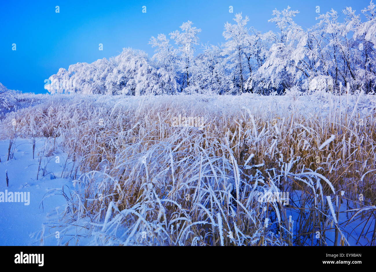 Arbres couverts de givre près de Beausejour, Manitoba, Canada Banque D'Images