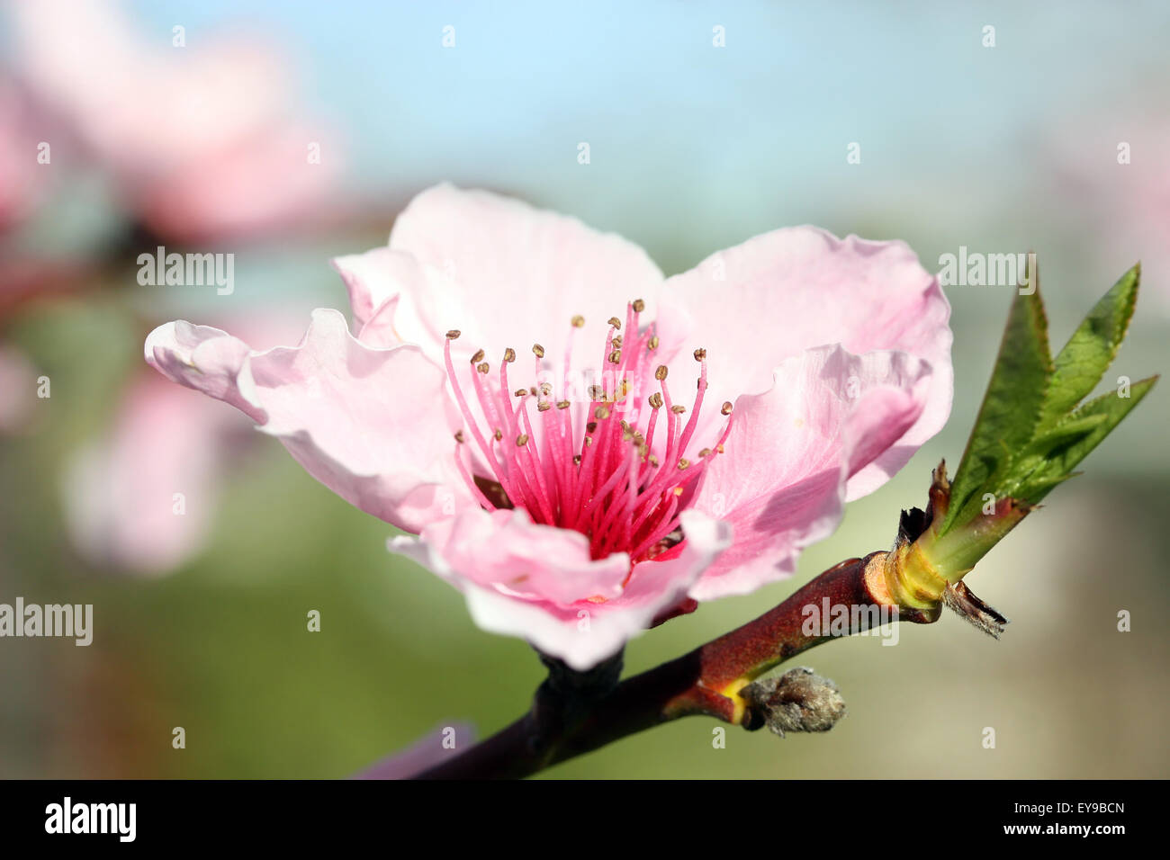 Close up of pink peach blossom Banque D'Images
