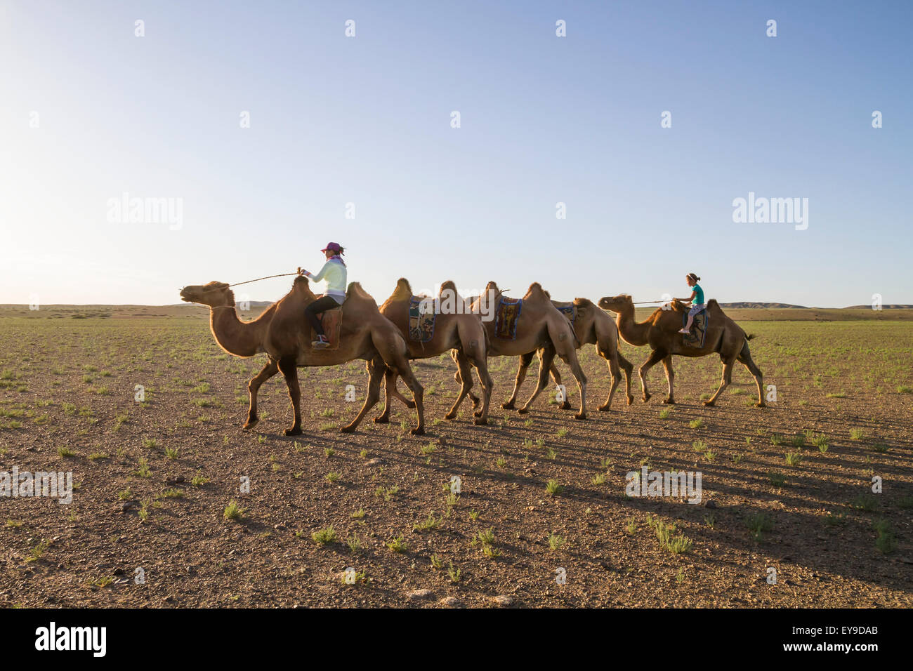 Les femmes équitation les chameaux de Bactriane (Camelus bactrianus), Elsen Tasarkhai, province Arkhangai, Mongolie Banque D'Images
