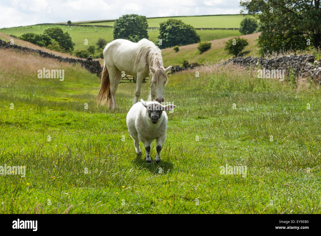 Face noir moutons blancs et cheval blanc dans Lathkilldale dans le Peak District Banque D'Images