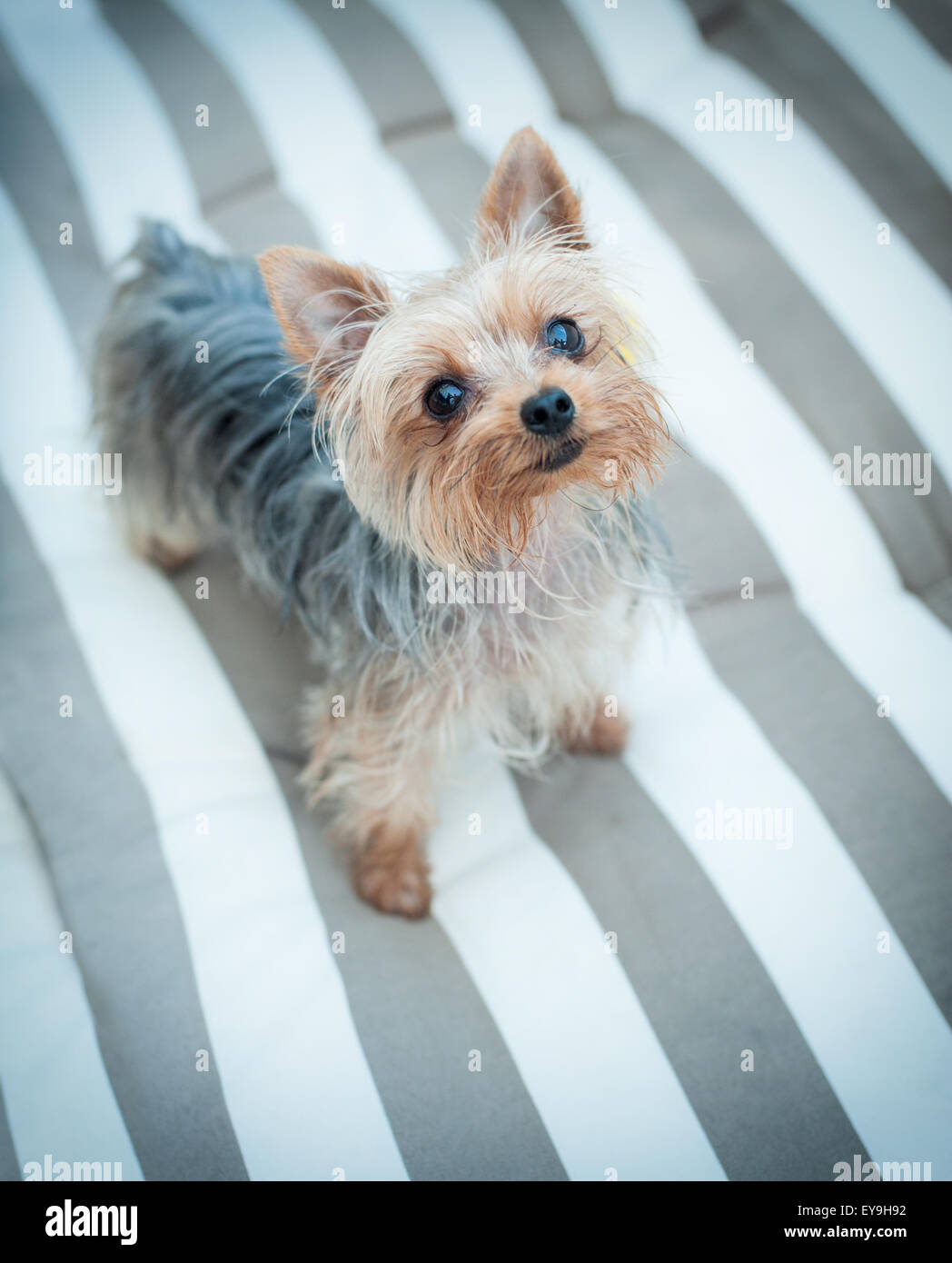 Mignon petit chien à la recherche de l'appareil photo Banque D'Images