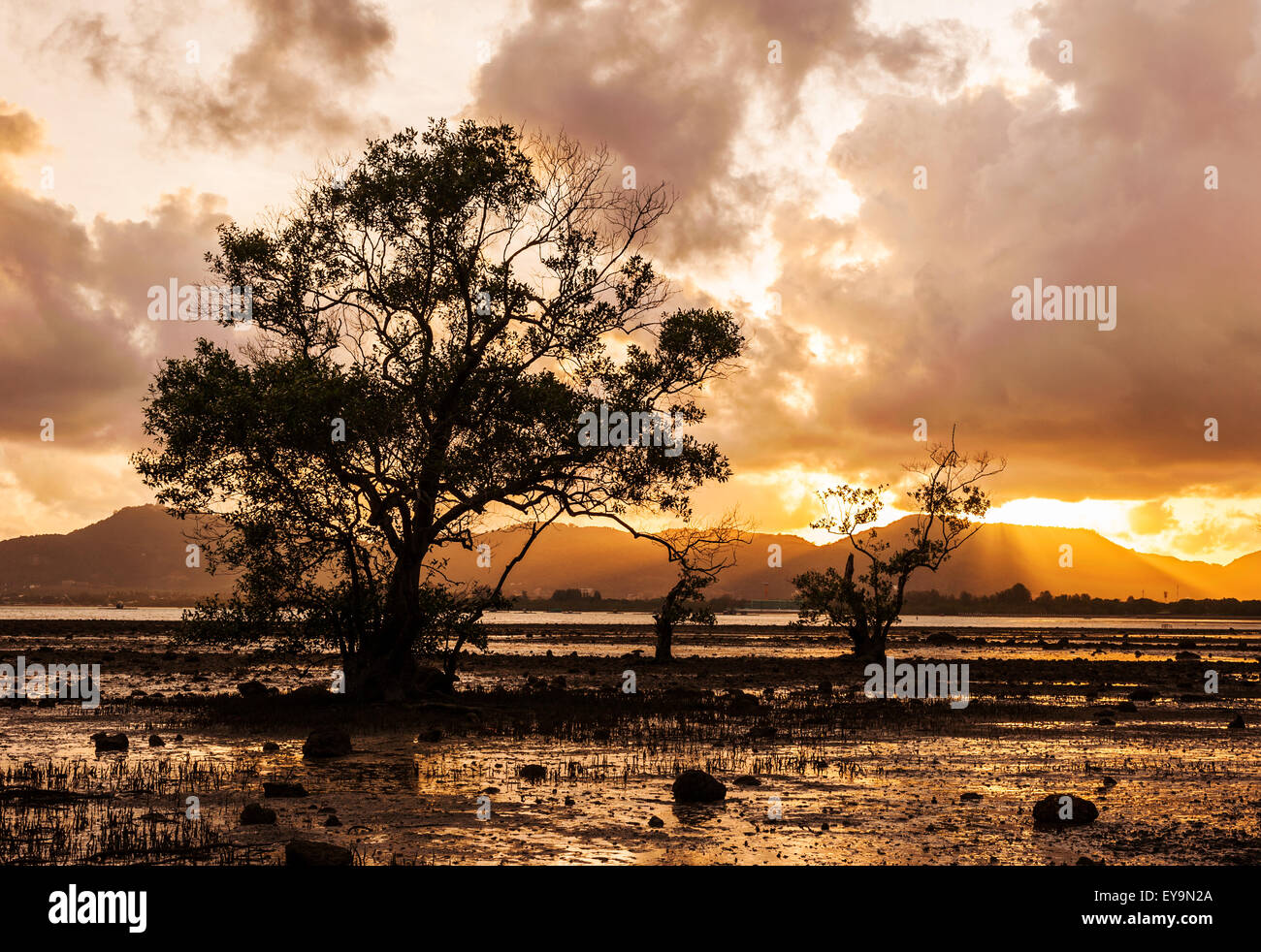 Arbre dans la mer avec couleur de coucher de soleil et nuages de tempête, Klong Mudong Beach, Phuket Thaïlande Banque D'Images