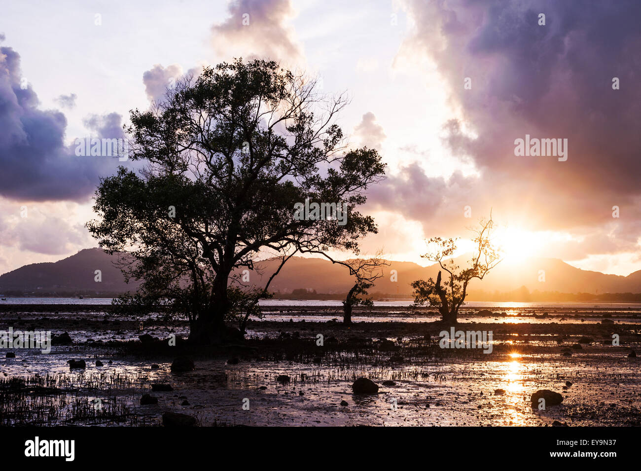 Arbre dans la mer avec couleur de coucher de soleil et nuages de tempête, Klong Mudong Beach, Phuket Thaïlande Banque D'Images