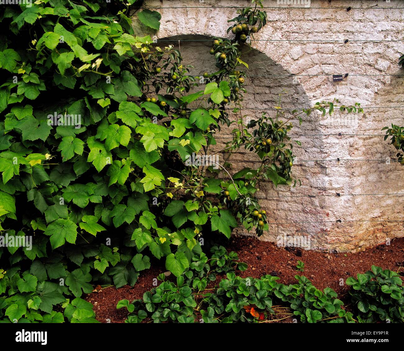 Les poires et le houblon en niche murale, le jardin clos, Ardgillan Castle, Co Dublin, Irlande Banque D'Images