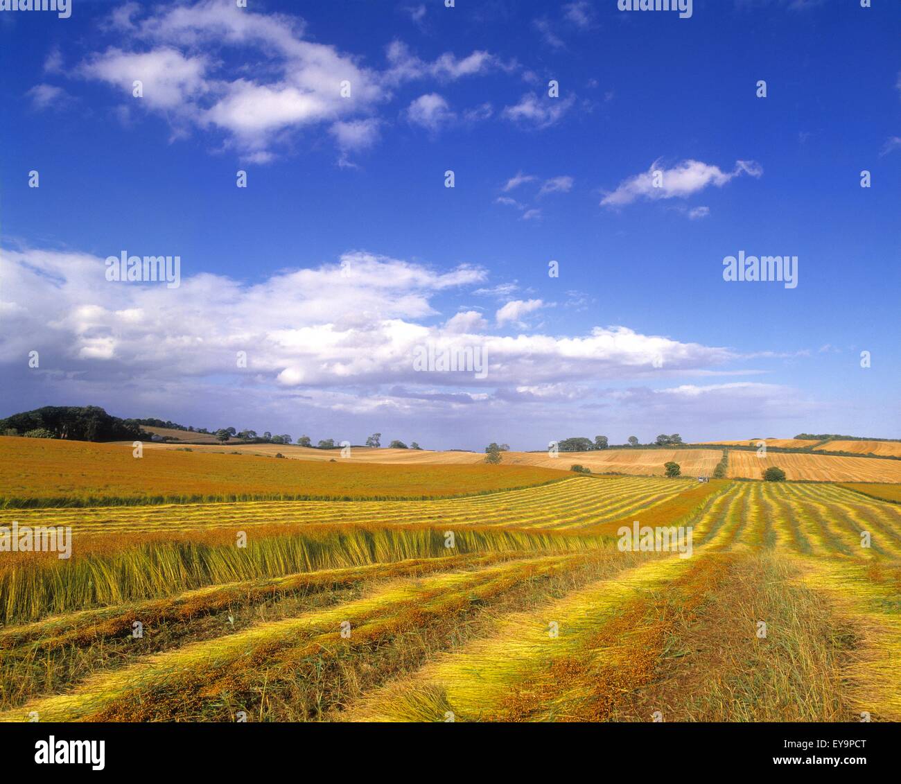 Vue panoramique d'un champ de lin, Seaforde, comté de Down, Irlande du Nord Banque D'Images
