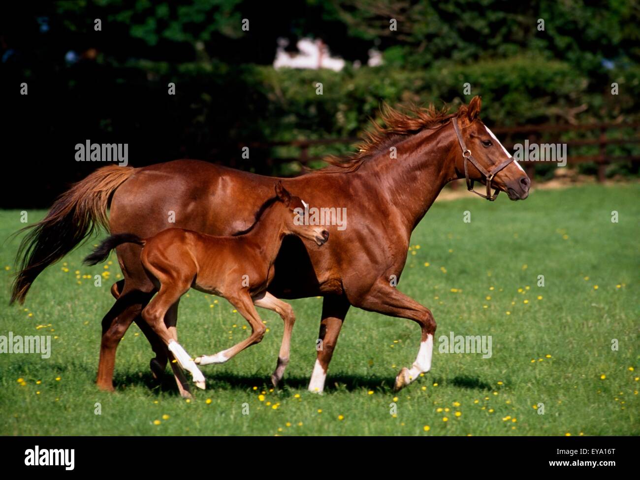 Jument pur-sang et son poulain au galop, Irlande Banque D'Images