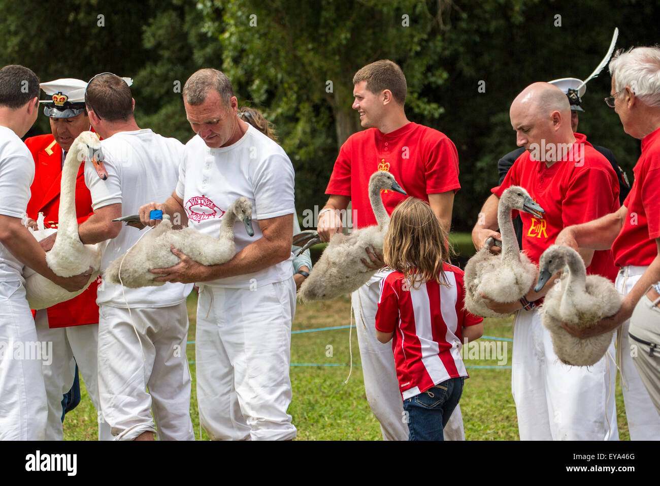 Swan annuel augmenter à Henley-on-Thames, 2015 Banque D'Images