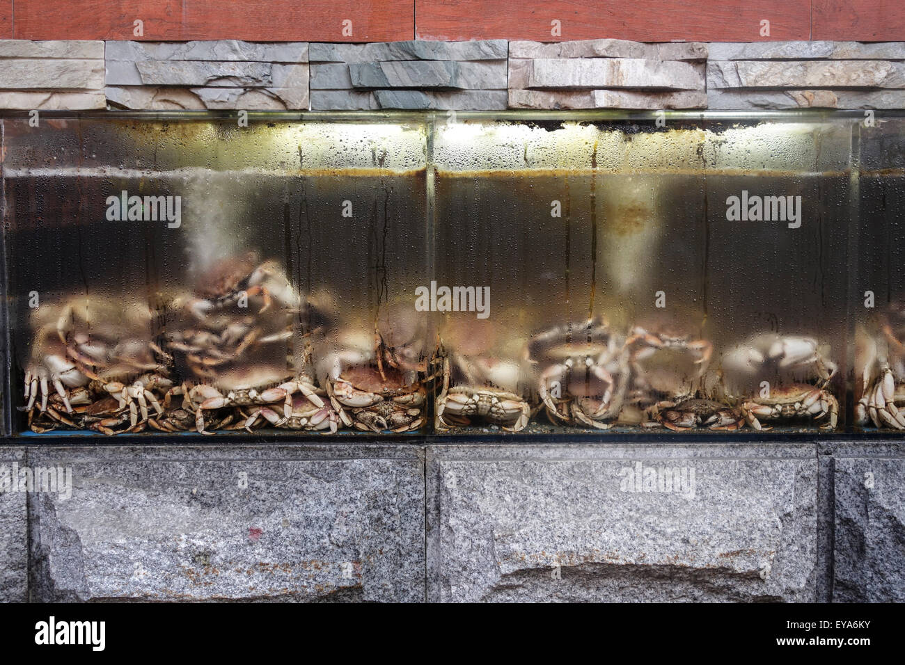 Les crabes vivants sur l'affichage en magasin, de Chinatown, de la ville de New York, Manhattan, USA Banque D'Images