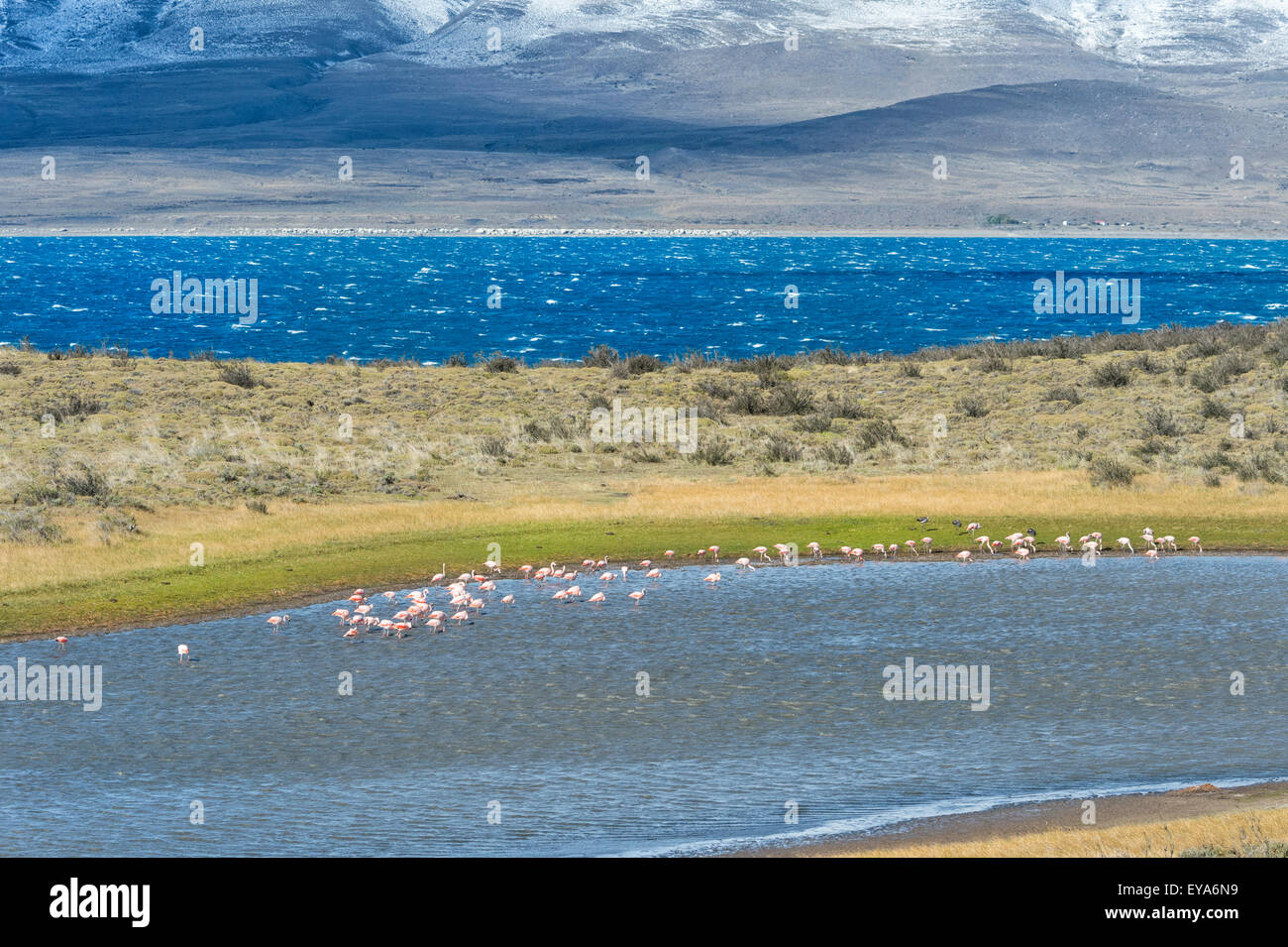Les flamants du Chili (Phoenicopterus chilensis), dans le Parc National Torres del Paine, Patagonie chilienne, Chili Banque D'Images