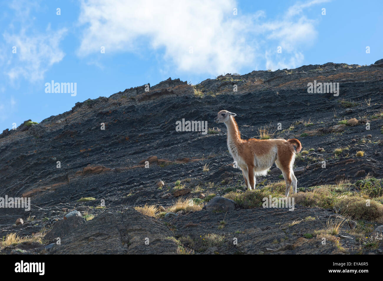 Guanaco (Lama guanicoe), Parc National Torres del Paine, Patagonie chilienne, Chili Banque D'Images
