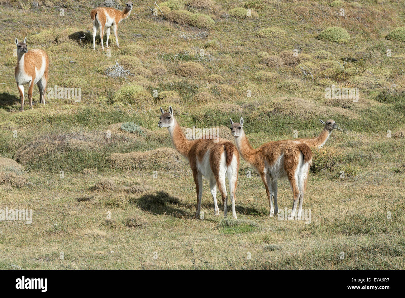 Guanacos (Lama guanicoe), Parc National Torres del Paine, Patagonie chilienne, Chili Banque D'Images