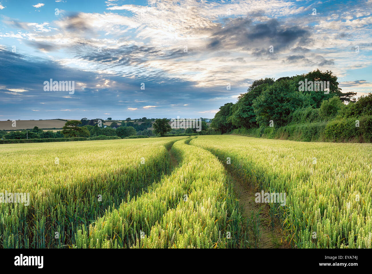 Un champ de maïs sur un jour nuageux Banque D'Images