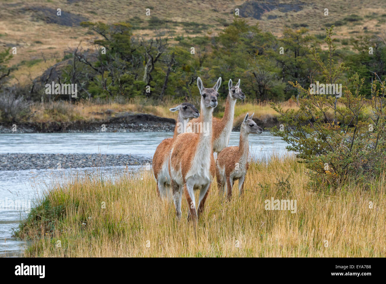 Guanacos (Lama guanicoe), Parc National Torres del Paine, Patagonie chilienne, Chili Banque D'Images