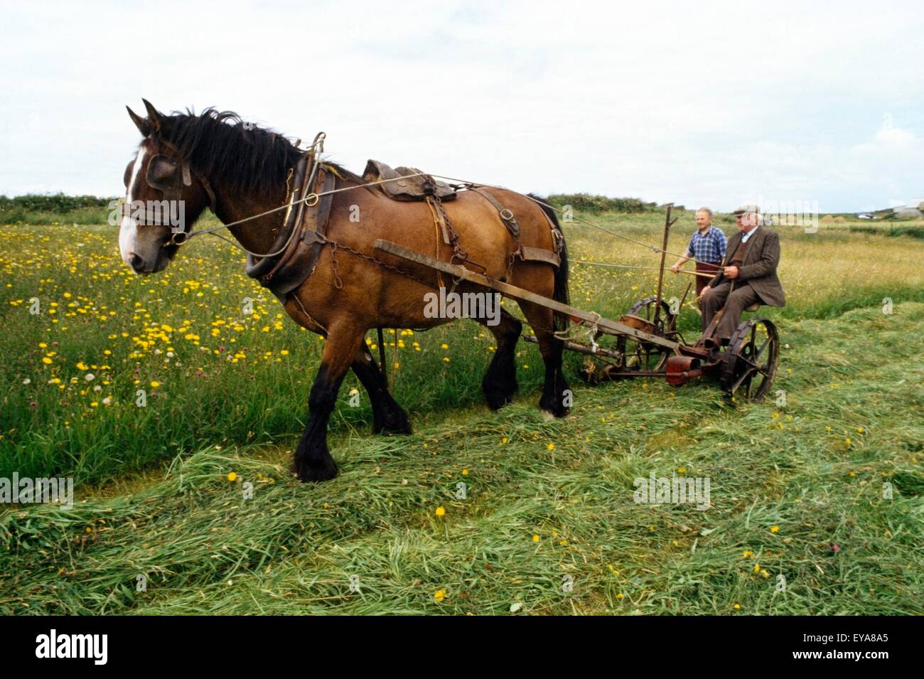 Fenaison, Irlande Banque D'Images