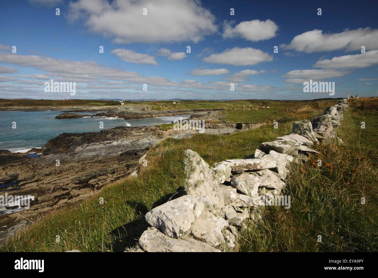 Côte de Sherkin Island au large de la côte Ouest de Cork à Munster Région ; Sherkin Island, dans le comté de Cork, Irlande Banque D'Images