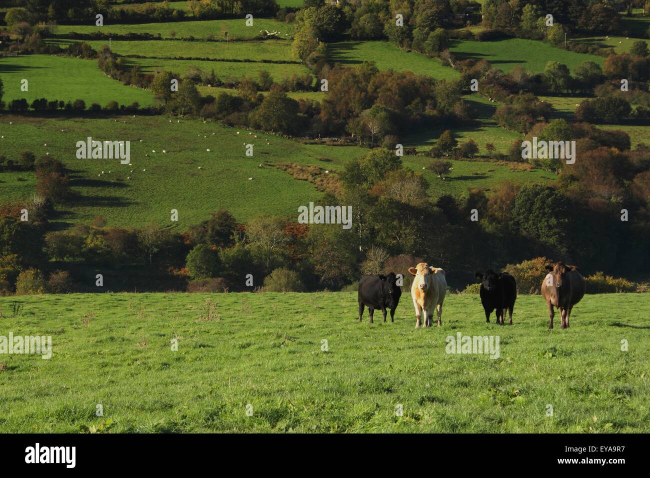 Vaches dans un champ dans la vallée de Munster en Nièvre Région ; comté de Tipperary, Irlande Banque D'Images