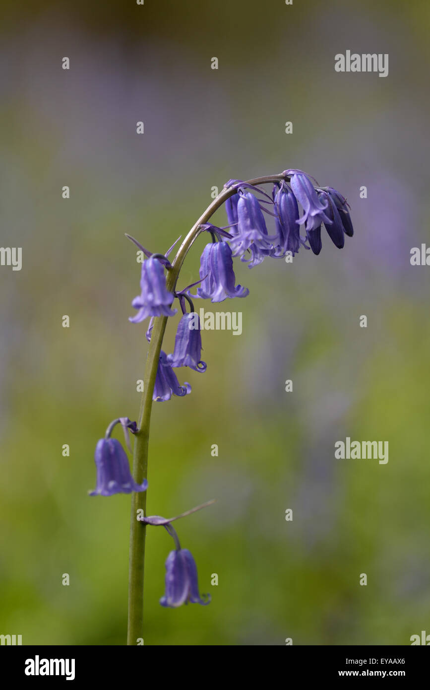 Blue Bell, Blue Bell, Bell, fleurs, bleu, la nature, l'arrière-plan, frais, naturel, plante, bluebell, forêt, printemps, feuille, lumière, vert, Banque D'Images