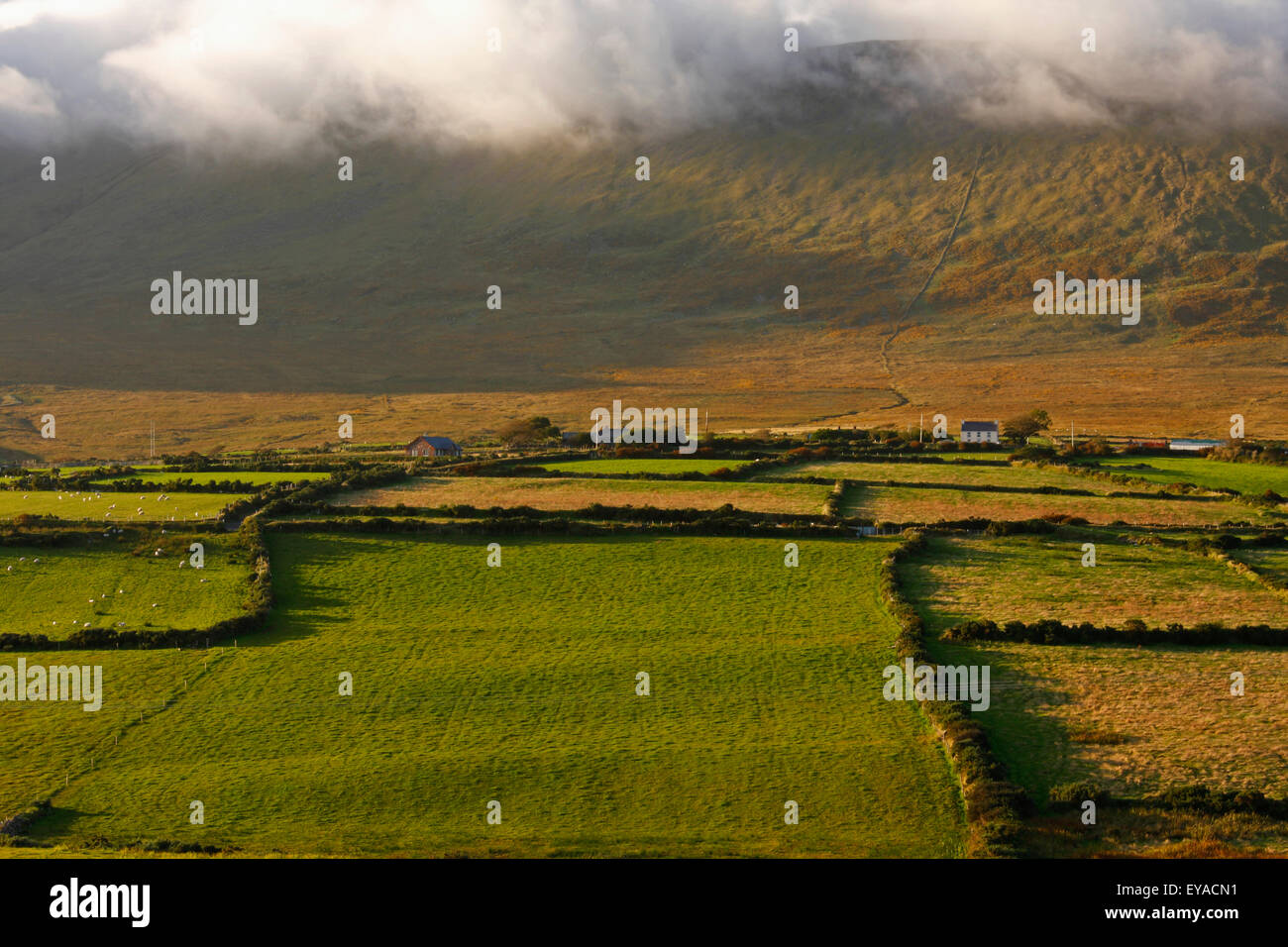 Montagnes couvertes de brouillard autour de Lispole sur la péninsule de Dingle, comté de Kerry, Irlande Banque D'Images