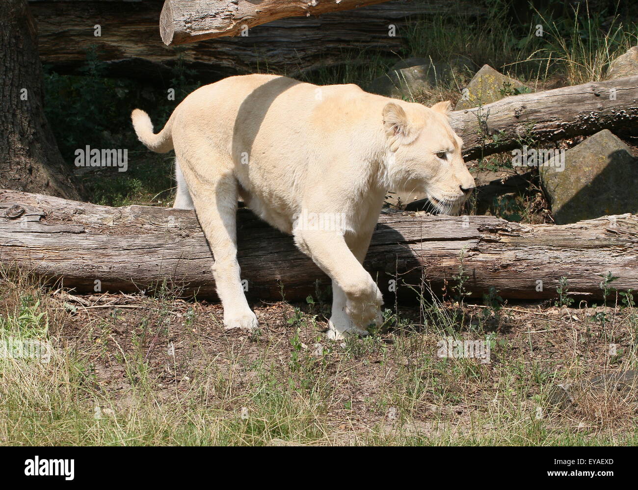 Jeune lion (Panthera leo Krugeri) sur le vagabondage. Banque D'Images