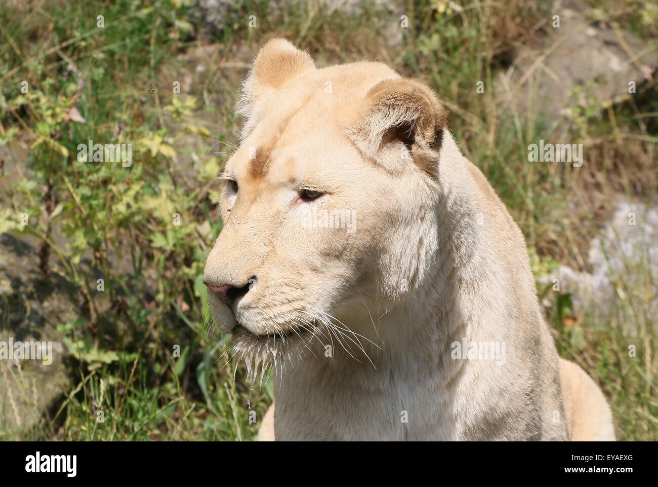 Femme white lion (Panthera leo Krugeri) gros plan de la tête Banque D'Images