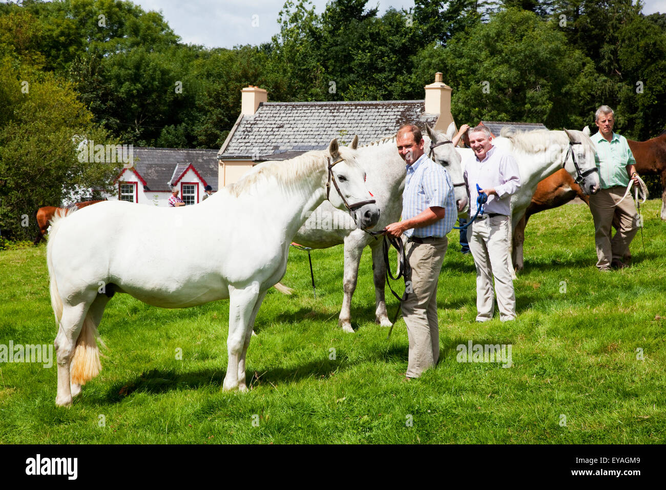 Les hommes debout avec leurs chevaux blancs sur l'herbe pour le spectacle de chevaux ; Kilgarvan, comté de Kerry, Irlande Banque D'Images