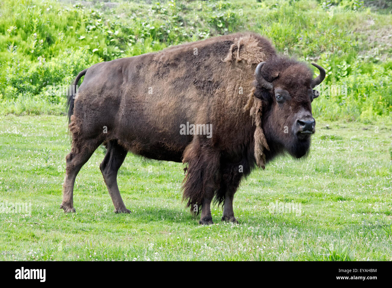 Un bison d'Amérique du Nord. Banque D'Images
