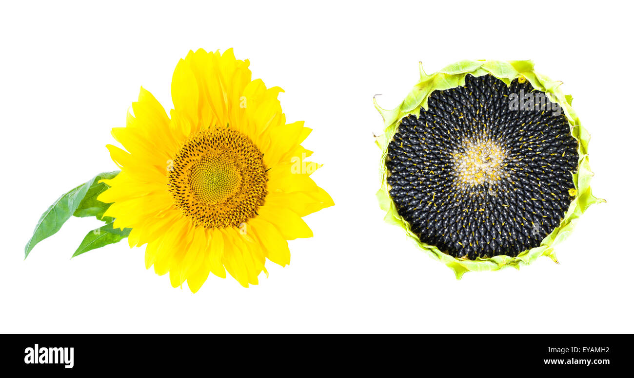 Tournesol fleur Banque D'Images