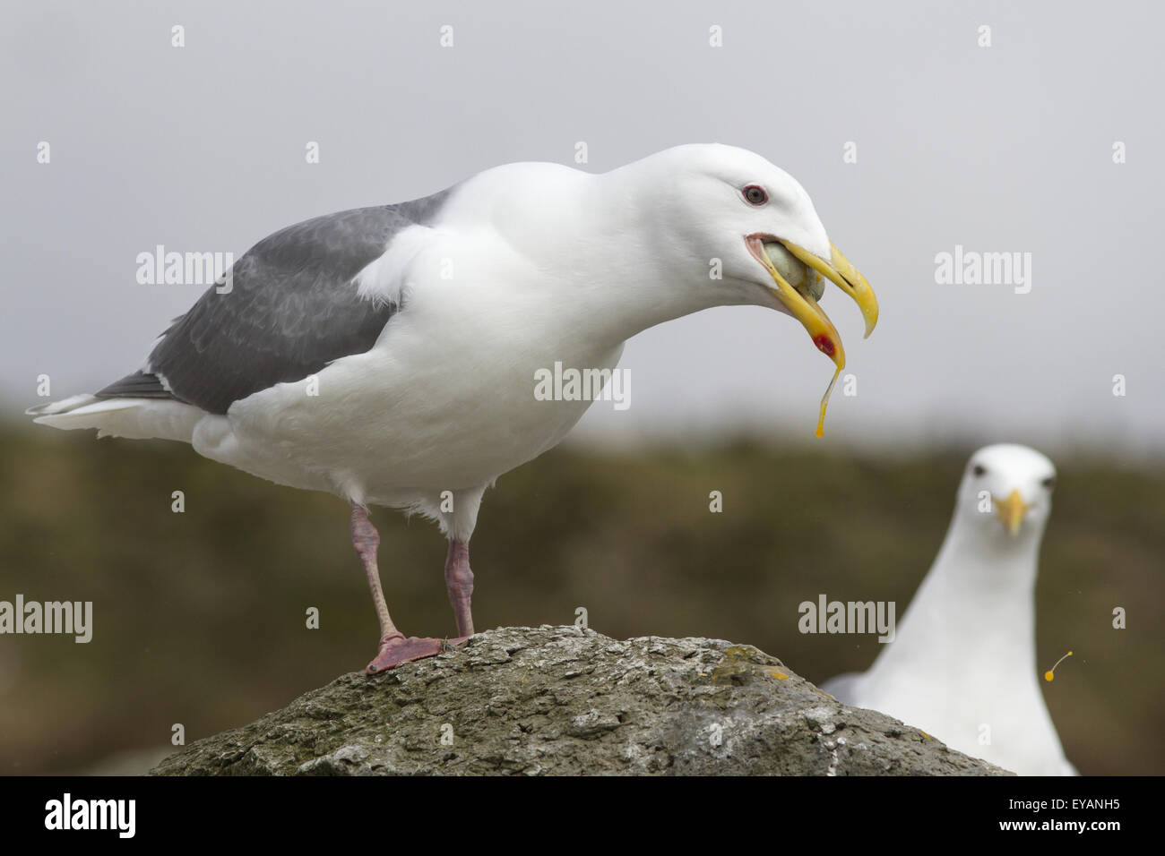 Goéland à ailes grises avec un oeuf dans son bec cormorant Banque D'Images