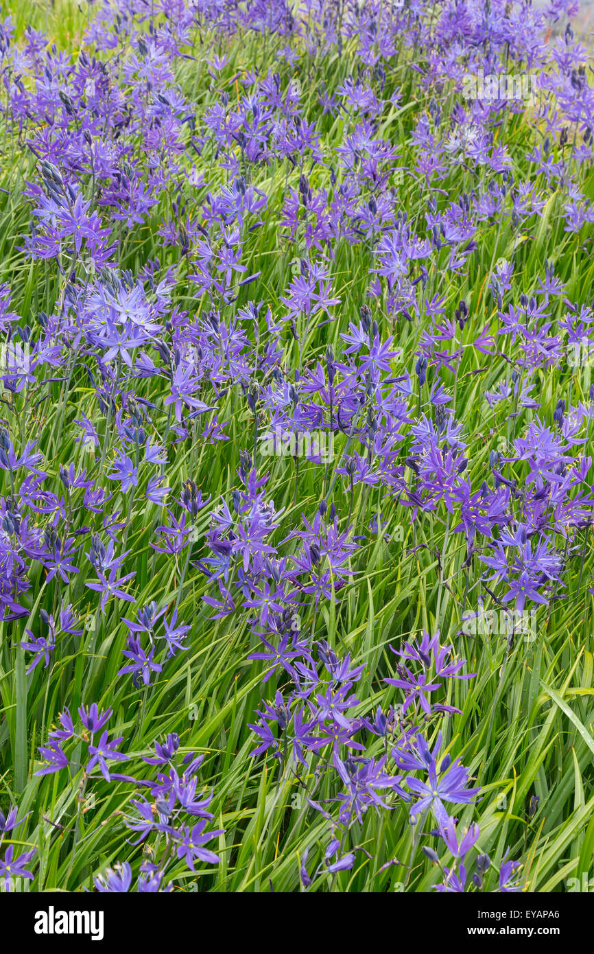 Camas blooms, Sucia Island, îles San Juan, Puerto Rico Banque D'Images