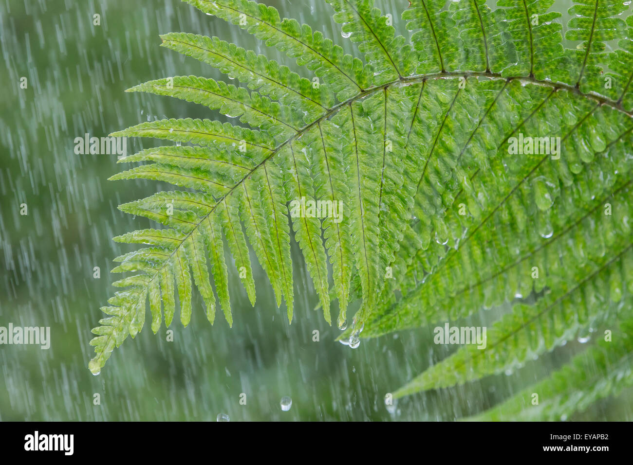 Une fougère sous la pluie Banque D'Images