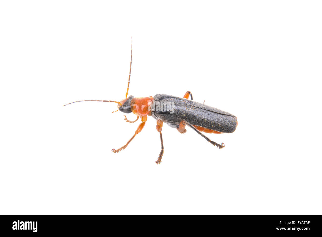 Beetle soldat isolé sur fond blanc Banque D'Images