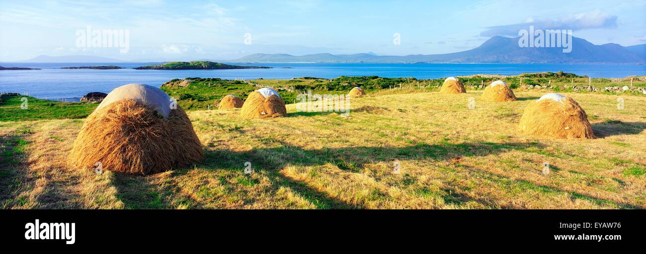 Renvyle, Co Galway, Irlande ; la fenaison traditionnelle Banque D'Images