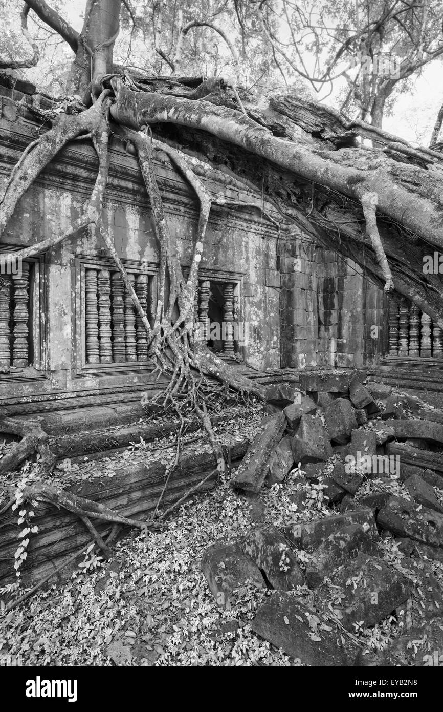 Beng Mealea Temple ruines au milieu de la jungle forest Banque D'Images