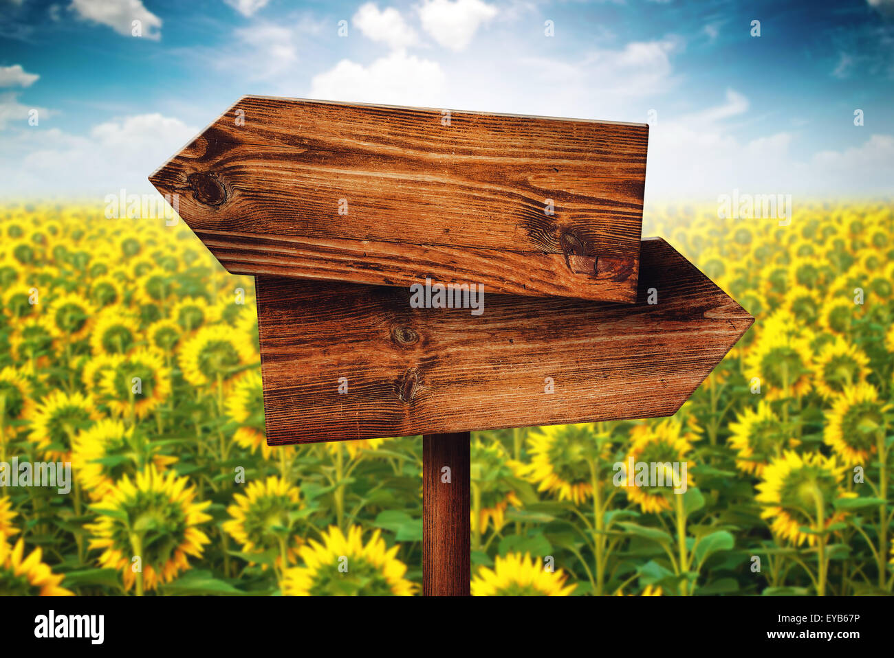 Sens opposé rustique blanc panneau en bois en fleurs de champ de tournesol, concept de choix, le choix de votre chemin de vie. Banque D'Images