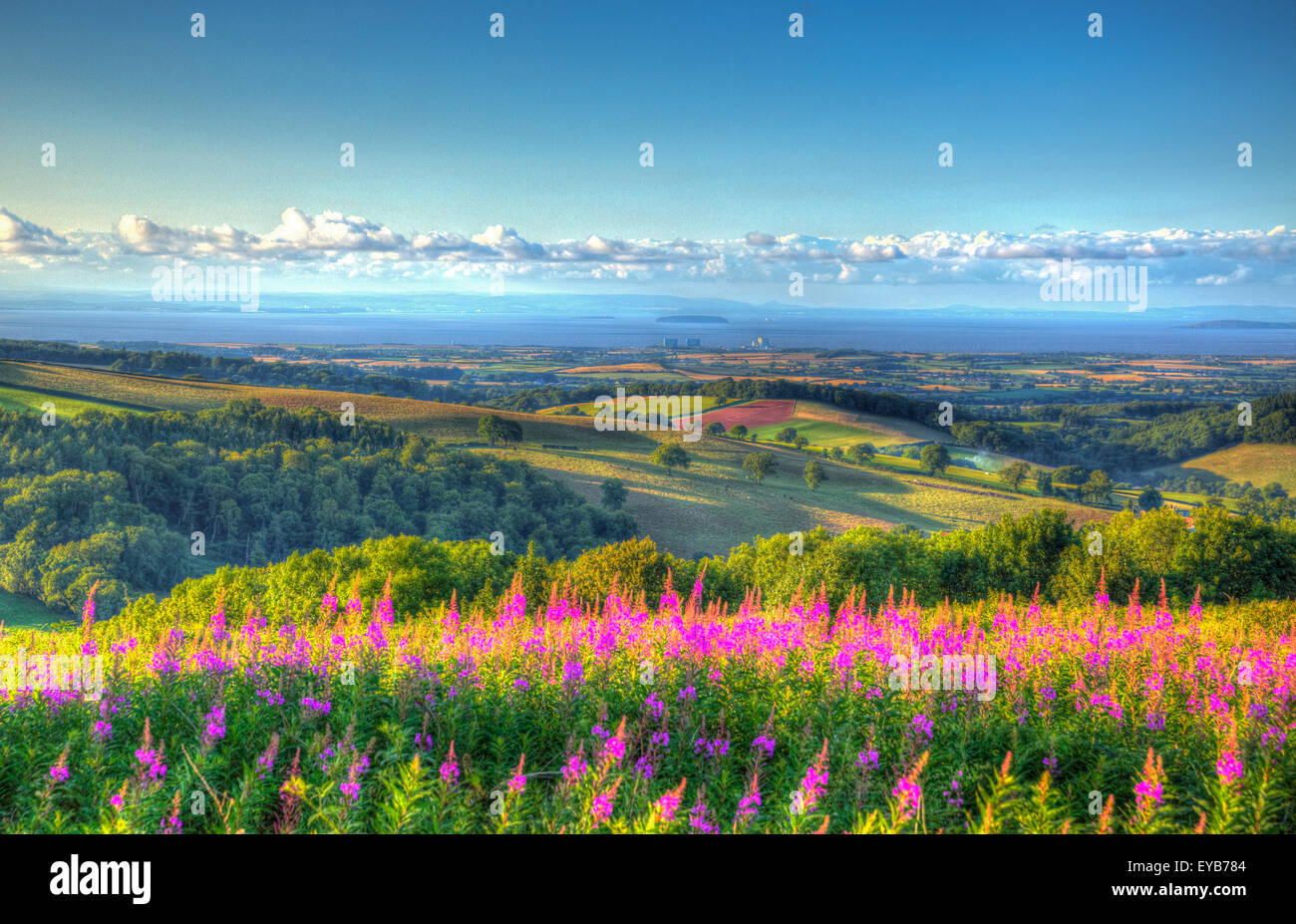 Fleurs roses collines de Quantock Somerset England UK à Hinkley Point et Bristol Channel un soir d'été en HDR Banque D'Images