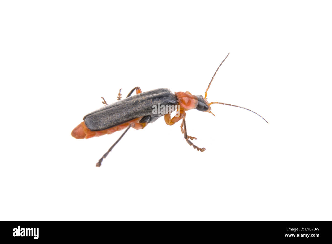Beetle soldat isolé sur fond blanc Banque D'Images