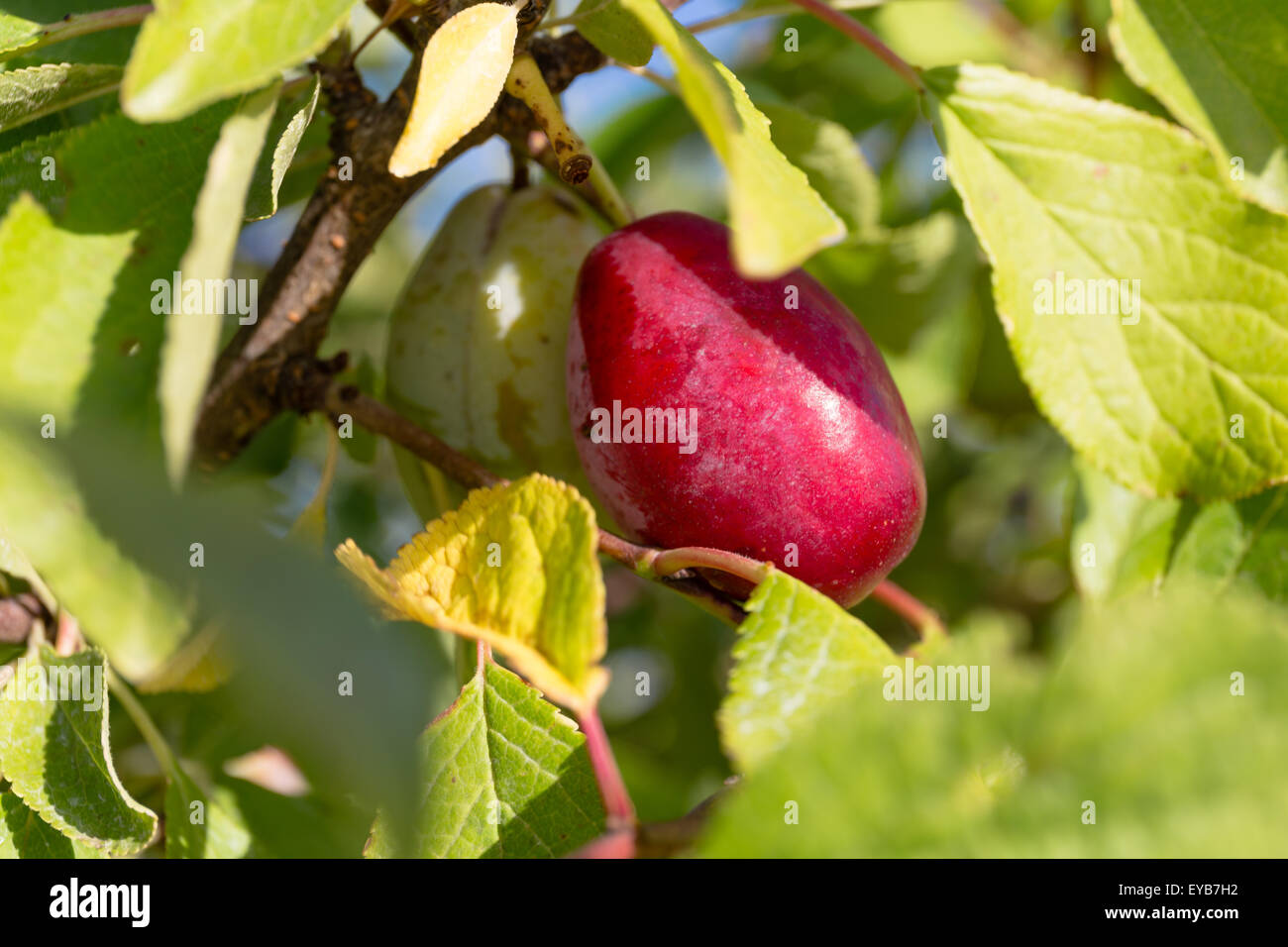 Libre de prunes dans l'arbre Banque D'Images