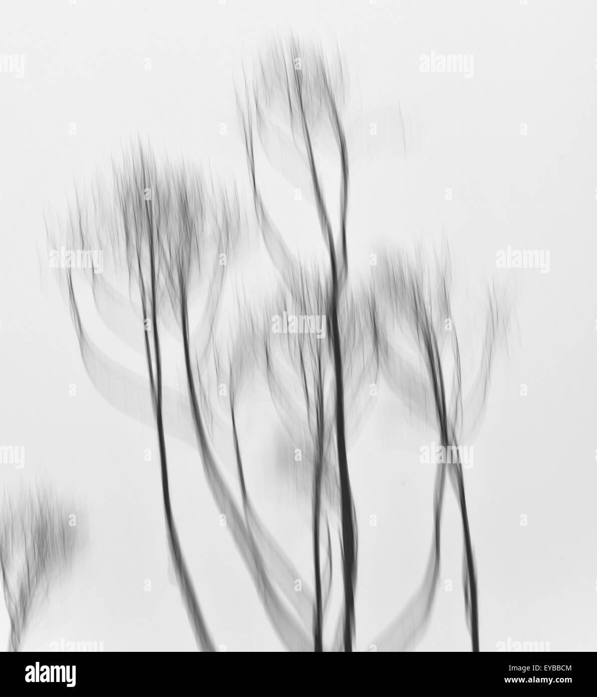 Abstrait arbre Banque D'Images