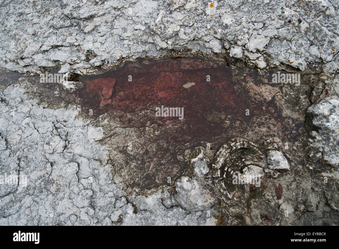 La Suède Gotland, calcaire fossile Banque D'Images
