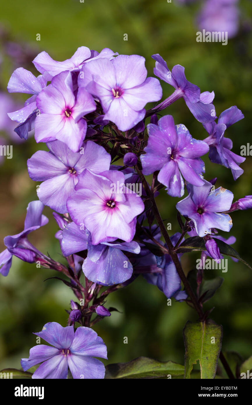 Des fleurs dans la tête de le Phlox paniculata 'Blue Paradise' Banque D'Images