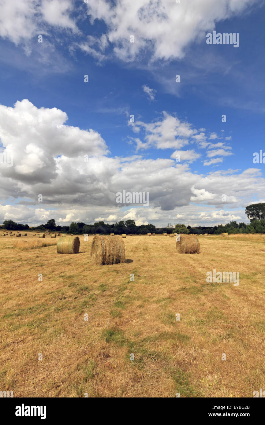 Bottes de foin dans le champ à Minster Lovell Oxfordshire England UK Banque D'Images