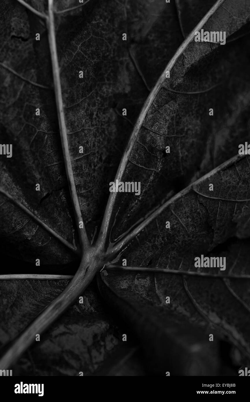 Close-up of big maple feuilles couleurs d'automne après la pluie Banque D'Images