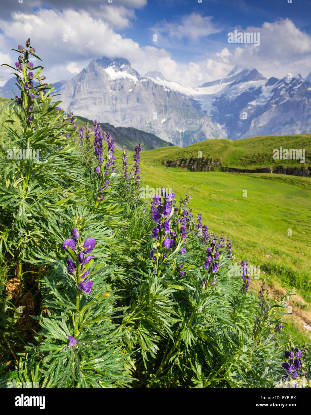 Aconitum napellus L. (aconito napello). Lycoctonum. Alp Baach au dessus de Grindelwald ville. Les Bernois mountain. La Suisse Banque D'Images