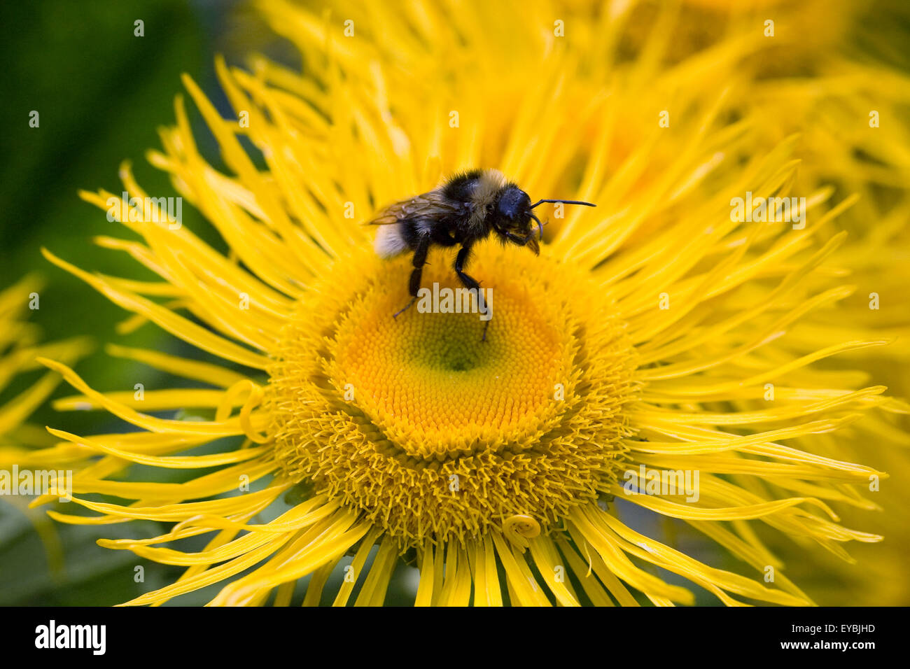 Telekia speciosa. Bourdon sur Bupthalmum speciosum fleur. Fleur jaune. Banque D'Images