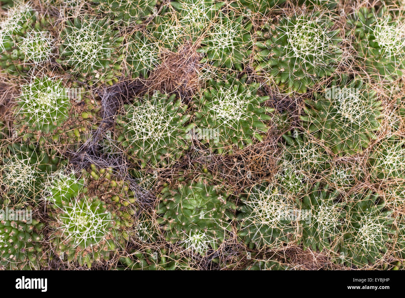 Mammillaria decipens subsp. camptotricha. Bird's Nest cactus. Banque D'Images