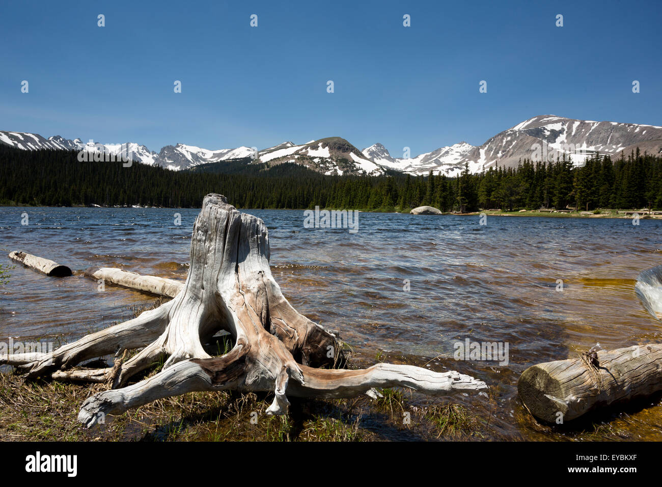 Souche d'arbre altéré en premier plan de Brainard Lake en Californie est la forêt nationale Roosevelt avec Indian Peaks Wilderness en retour Banque D'Images